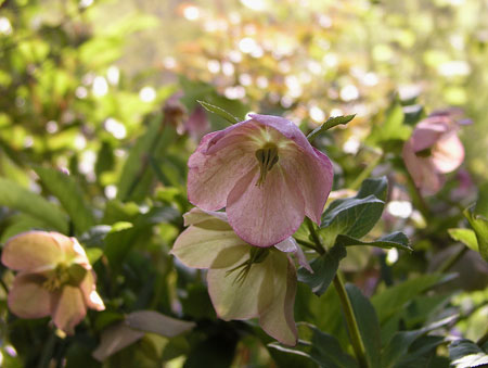 christmasrose.jpg