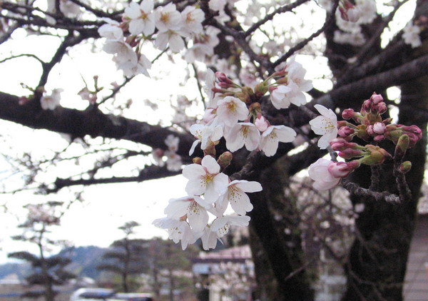 20090405nanonakisakura3.jpg