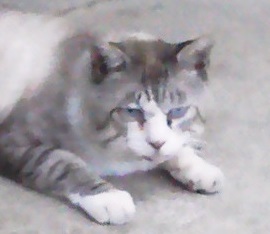 Mr M