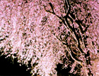 光前寺のしだれ桜ライトアップ